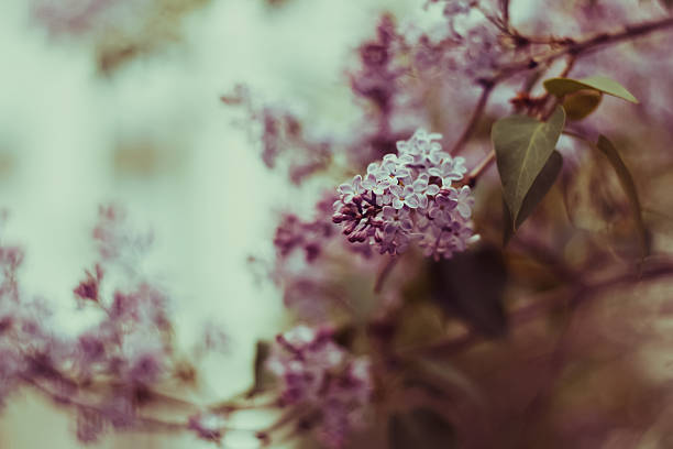 istock Lilac tree in the spring garden 505604181