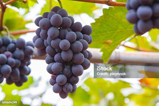 Bunche Of Blue Grapes On Vine Stock Photo - Download Image Now - Agricultural Field, Agriculture, Autumn
