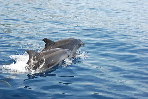 Photo of Two Dolphins in Corsica