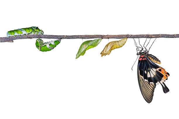 istock Life cycle of great mormon butterfly 505604992