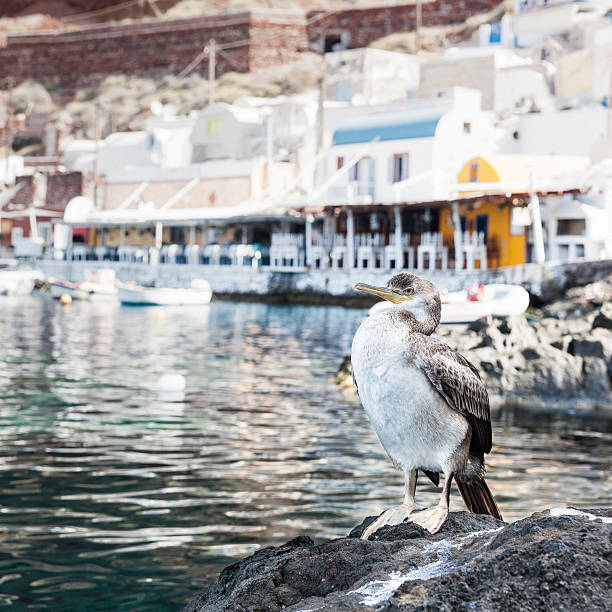 Cormorant in the port of Oia in Santorini stock photo