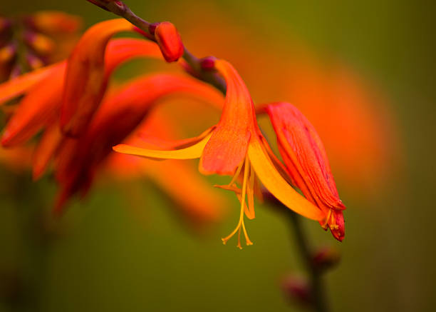 Crocosmia Close Up