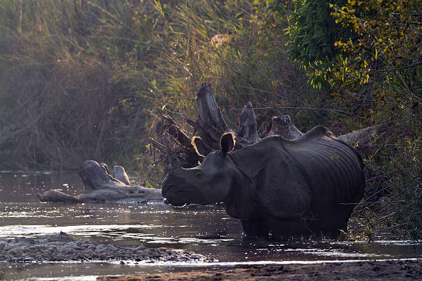 istock Greater One-horned Rhinoceros in Bardia, Nepal 505605461