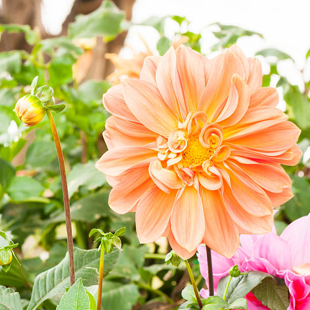 istock Dahlia flower at the garden 505605589