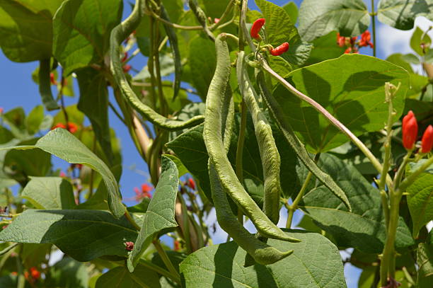 istock Home grown runner beans #NorthernEurope 505616533