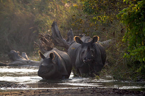 istock Two Greater One-horned Rhinoceros in Bardia, Nepal 505616991