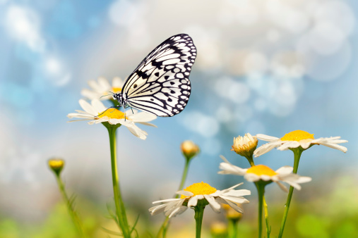 Mariposa sommer Campo photo