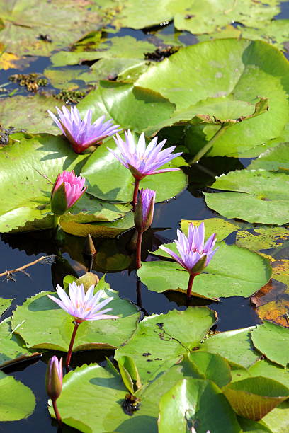 istock Lotus in the pond 505617985