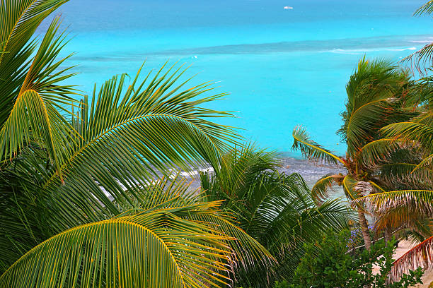 istock Caribbean turquoise sea coconut palm trees 505618224