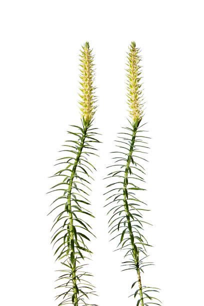 Bristly clubmoss plant isolated on white Bristly clubmoss plant isolated on white lycopodiaceae photos stock pictures, royalty-free photos & images