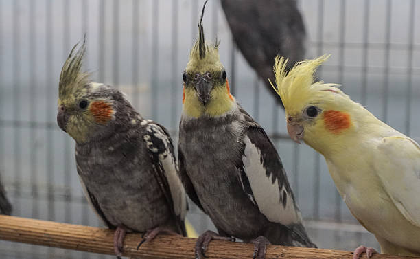 istock cockatiel parrots 505618895