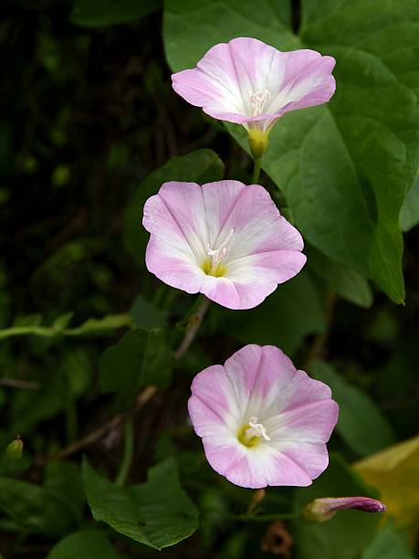 istock bindweed plant with pink flowers 505618899