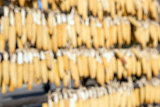 abstract background with bokeh defocused closeup view of yellow corn background. Corn on the cob for feeding