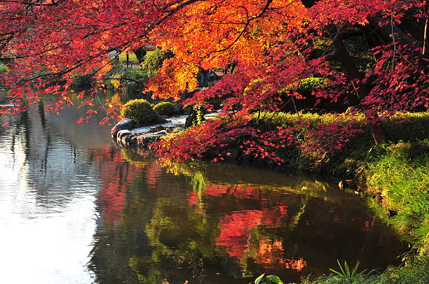 istock Japanese Autumn Colors 505619455
