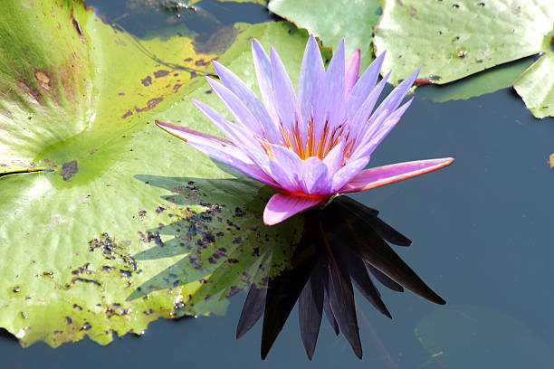istock Lotus in the pond 505619571
