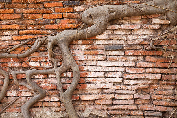 istock Root wood covered brick wall, Thailand 505619617