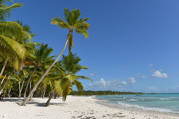 istock Dominican Republic, Saona Island 505619630