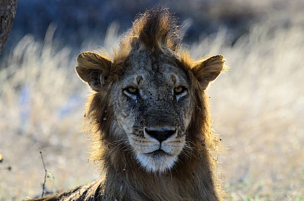 male Lion with a bad hair day stock photo