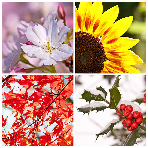 istock Four seasons collage concept 505619815
