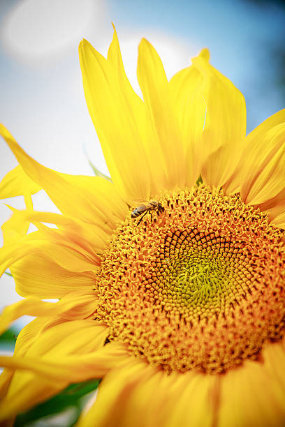 istock Close up of bee on sunflower 505619887