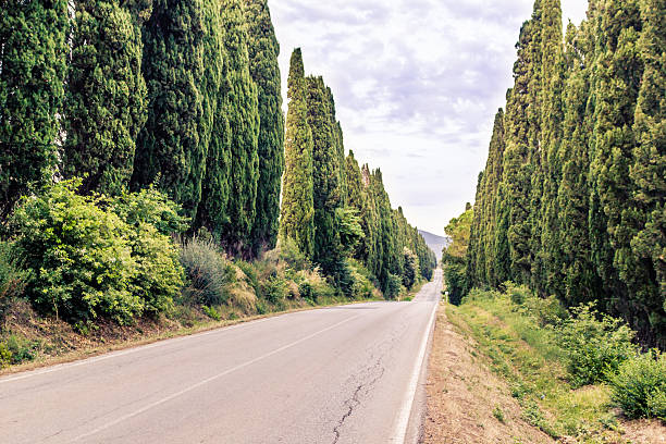 Characteristic landscape in Tuscany, Italy. Road with two rows of cypresses in a summer afternoon