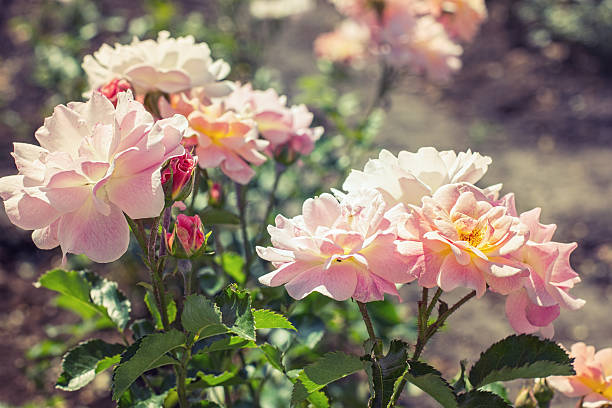 istock Light pink roses in the garden 505620347