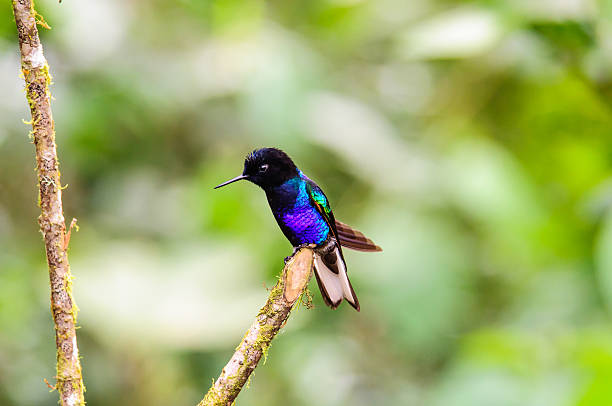 istock violet breasted Hummingbird resting 505620378