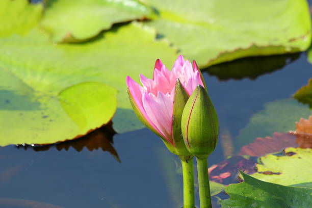 istock Lotus in the pond 505620411