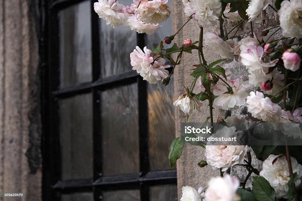 Pink white roses rambling around a window Climbing Stock Photo