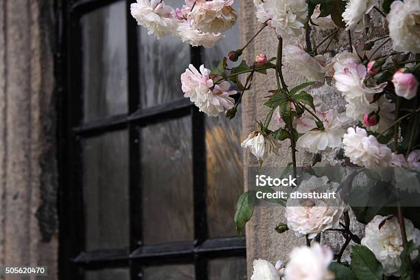 Pink White Roses Rambling Around A Window Stock Photo - Download Image Now - Climbing, Close-up, Cottage