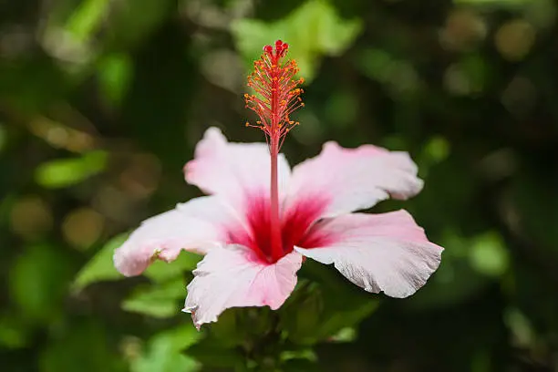 An Hibiscus flower in close up with white and pink color in front of a blurry green background