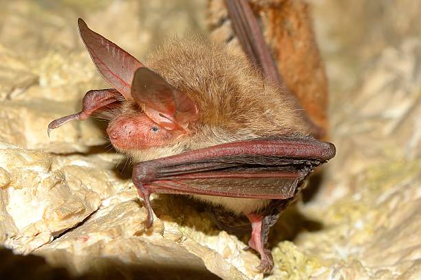 istock Bechstein's bat (Myotis bechsteinii 505620697