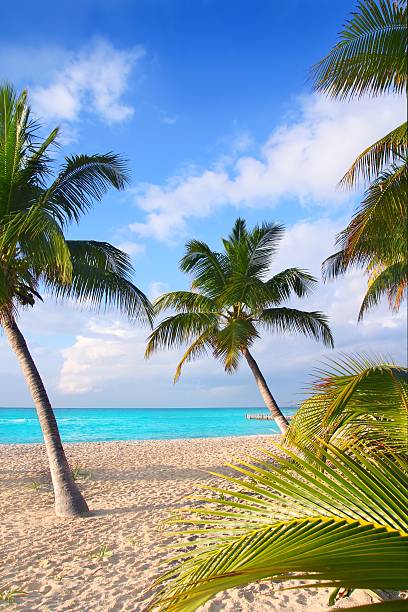 Caribbean North beach palm trees Isla Mujeres island Mexico Cancun
