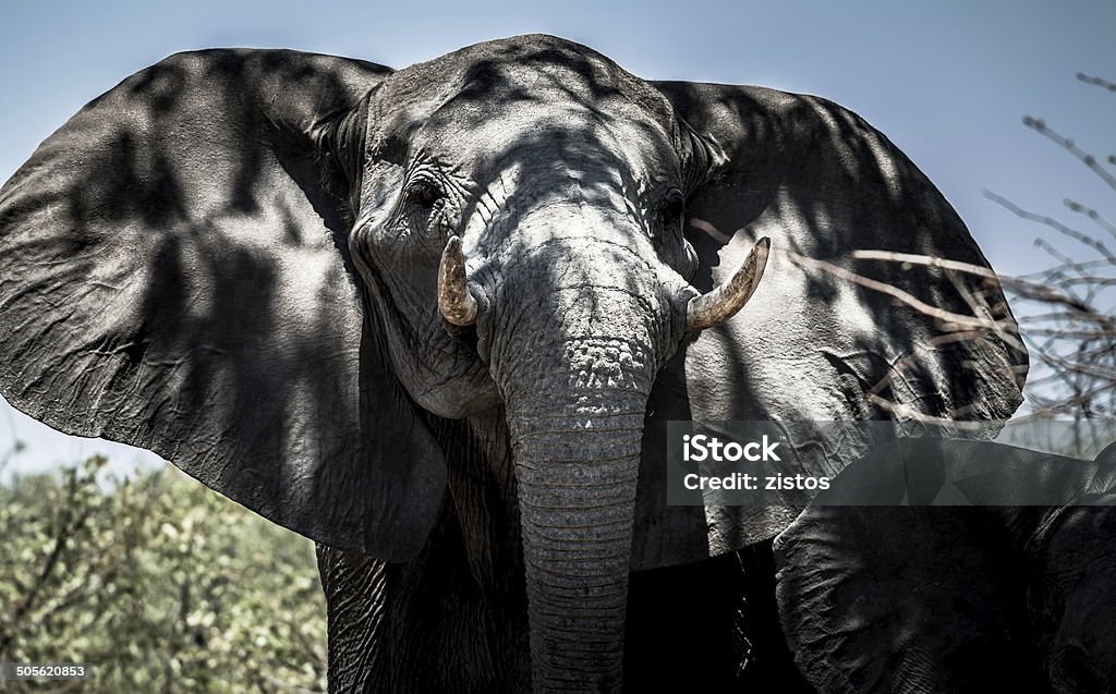 アフリカの象 - アフリカのロイヤリティフリーストックフォト
