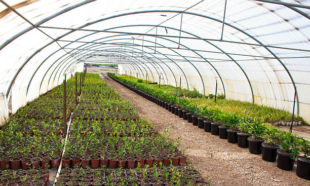 istock Green house garden 505620857