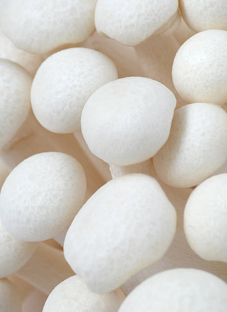 istock Shimeji mushrooms on white 505621312