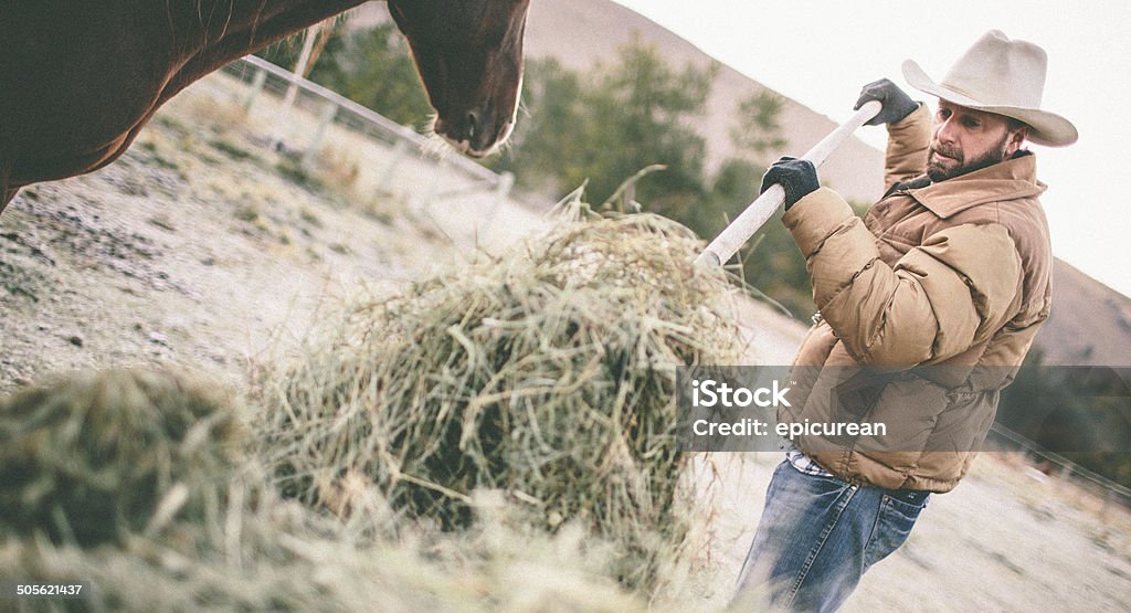 Мужчина лопаты Сено для подачи лошадь на Пастбище - Стоковые фото Пастбище роялти-фри