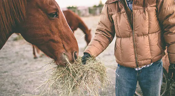 Photo of Man stands in pasture and feeds horse hay from hand