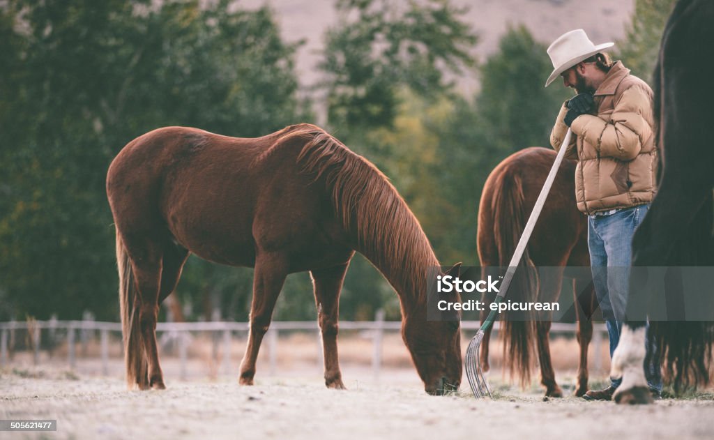 Hombre se detiene examinar horse mientras trabaja en pasto - Foto de stock de Adulto libre de derechos