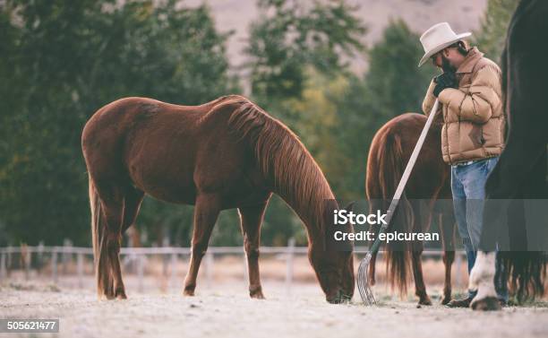 Hombre Se Detiene Examinar Horse Mientras Trabaja En Pasto Foto de stock y más banco de imágenes de Adulto