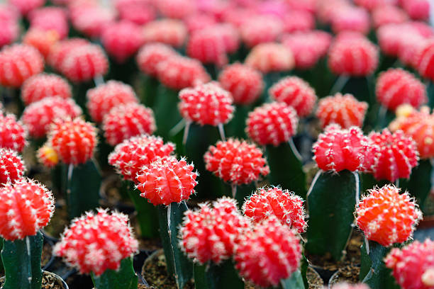 istock Close up colorful cactus plant as background 505621492
