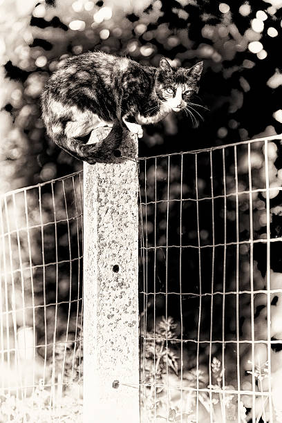 Black and white fine art portrait of domestic cat. Between two gardens an adult tortoise-shell female cat perched on a concrete post looking at camera.