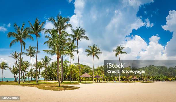 Palm Trees Swaying Above Golden Sandy Beach Resort Sentosa Singapore Stock Photo - Download Image Now