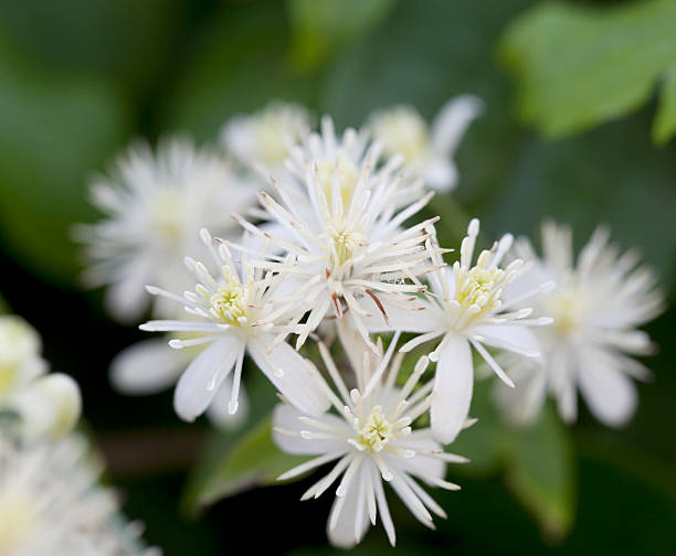 istock Travellers Joy, Old Man's Beard (Clematis vitalba) Blossom 505622320