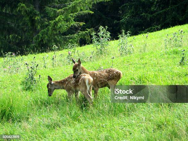 Baby Hirsche Stockfoto und mehr Bilder von Fotografie - Fotografie, Gras, Hirsch