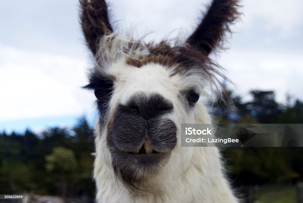 Lama em profundidade de Foco - Royalty-free Animal Foto de stock