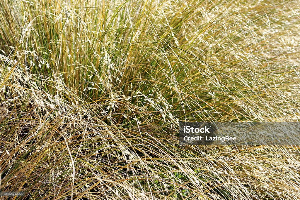 Tussock Grass Background  Close-up Stock Photo