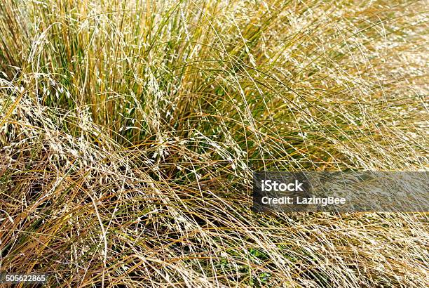 Tussock Grass Background Stock Photo - Download Image Now - Close-up, Full Frame, Grass