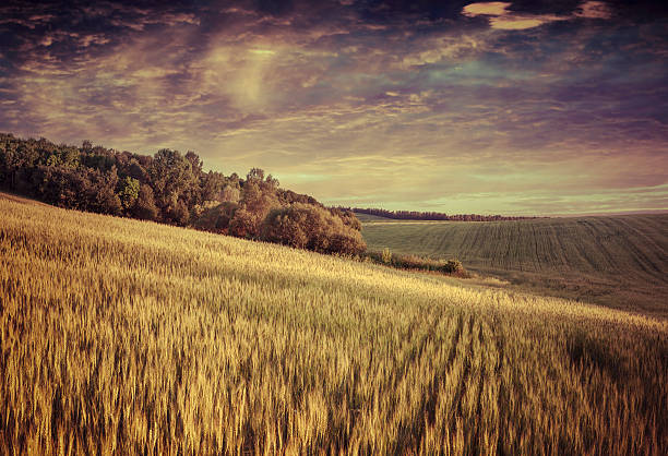 istock Summer landscape with field of wheat and dramatic sky 505622867