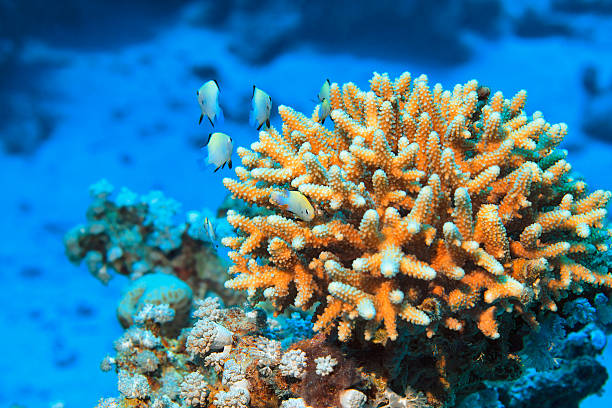 Marine diversity: seabed. Fish and corals. Gulf of Aqaba, Red Sea, Jordan